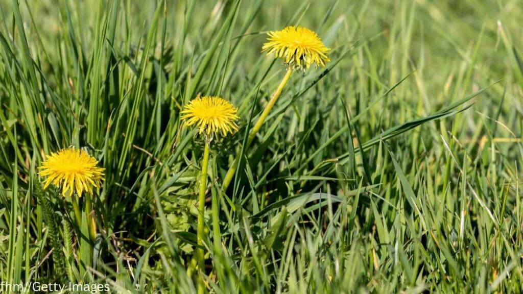 Get Rid of Dandelions in Your Yard