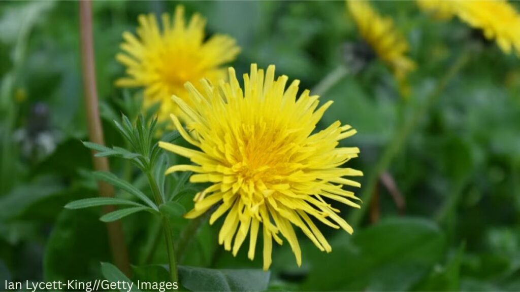 Get Rid of Dandelions in Your Yard
