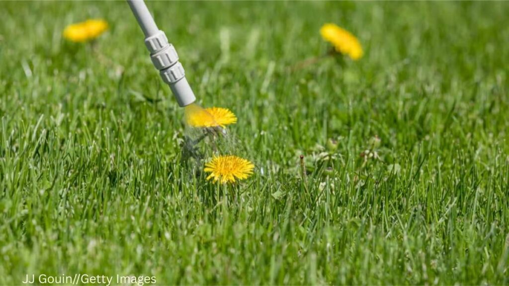 Get Rid of Dandelions in Your Yard