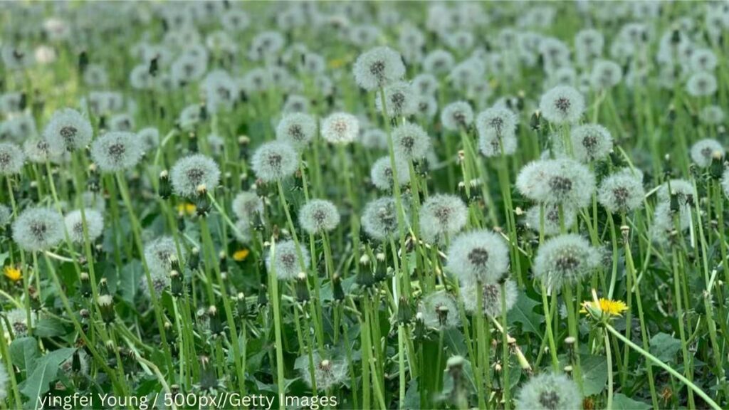 Get Rid of Dandelions in Your Yard