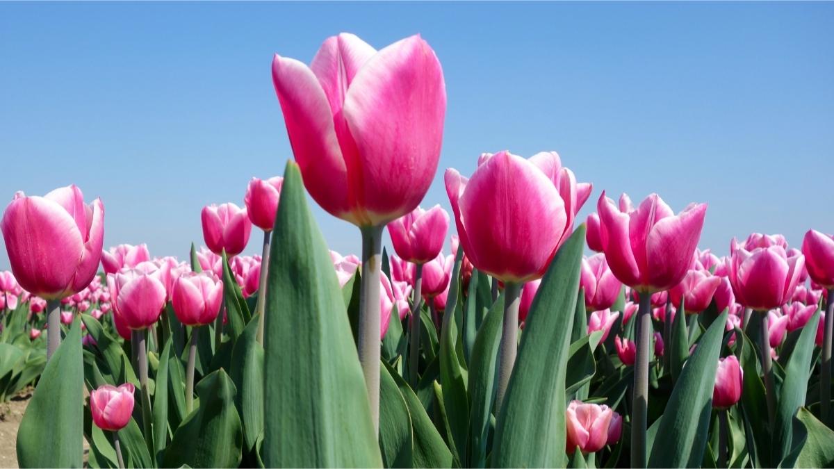 Tulip Bulbs