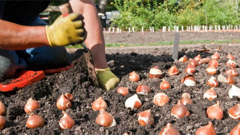 Plant Tulip Bulbs