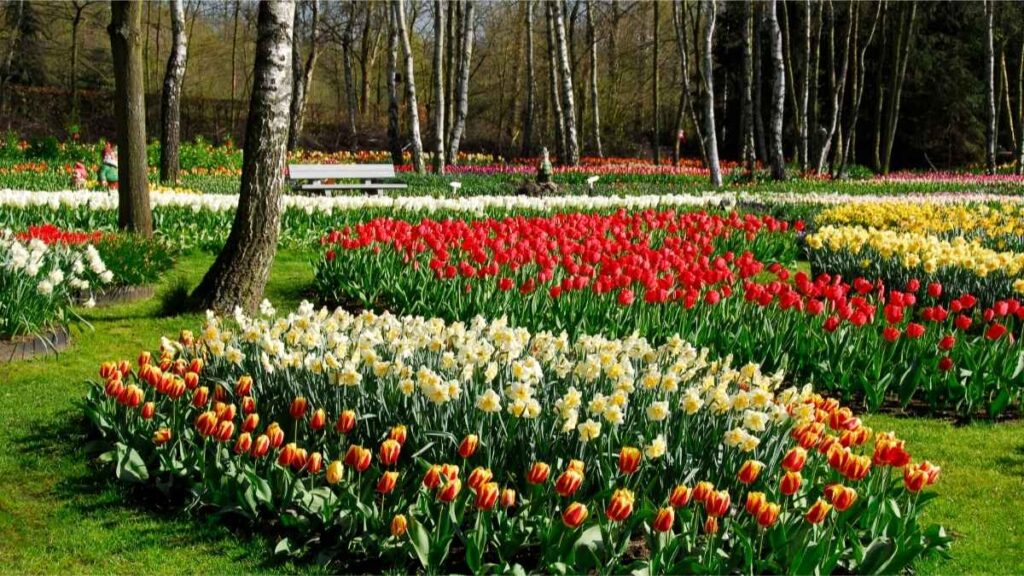 Plant Tulip Bulbs
