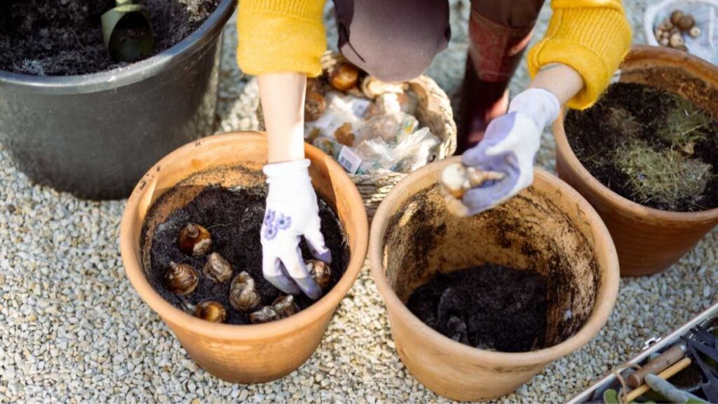 Plant Tulip Bulbs in pots