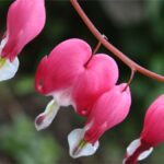 Shade Loving Plants bleeding heart