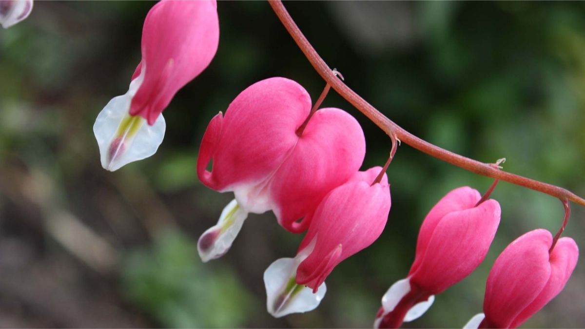 Shade Loving Plants bleeding heart