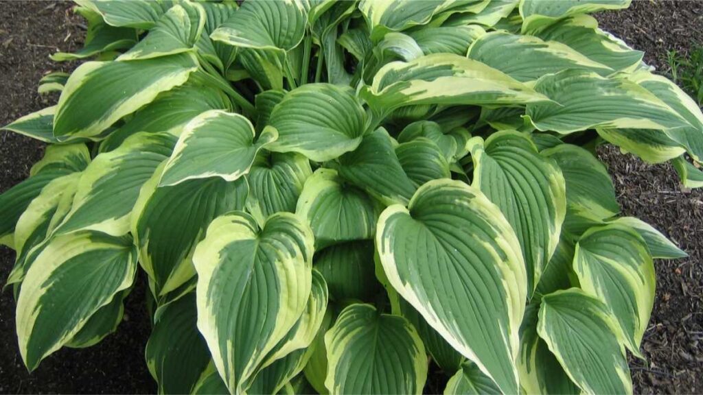 Hostas plant