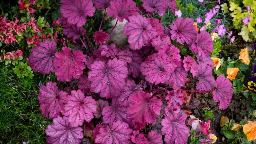 Heuchera plant