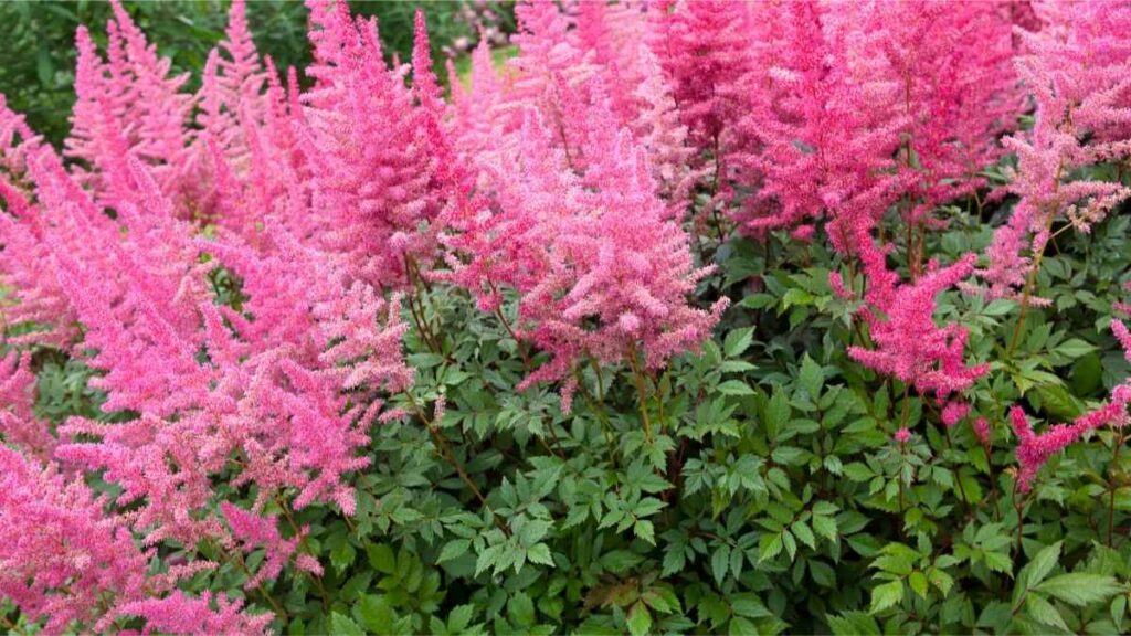 Astilbe plant