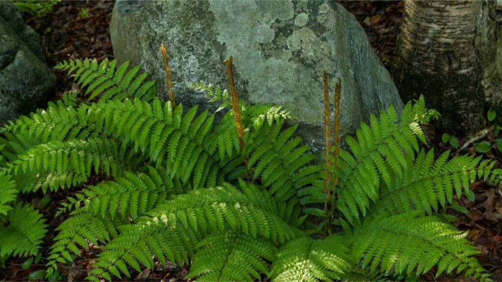 Ferns plant
