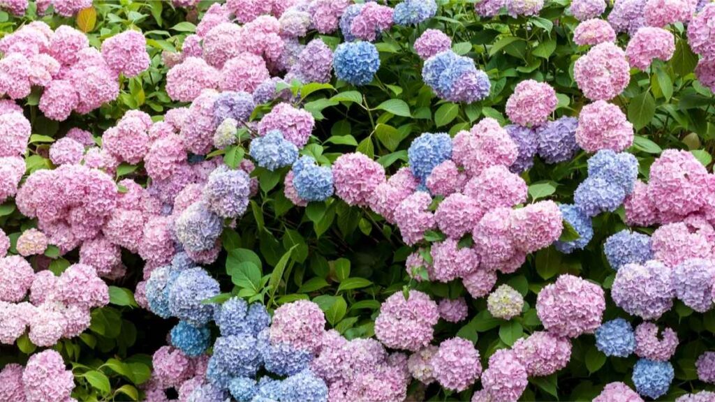 Hydrangeas plant