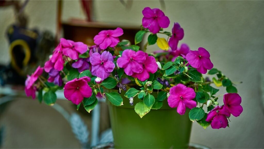 Impatiens plant