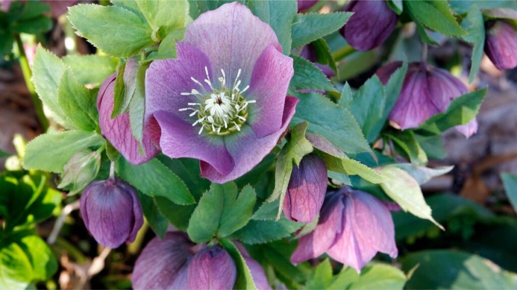 Hellebores plant