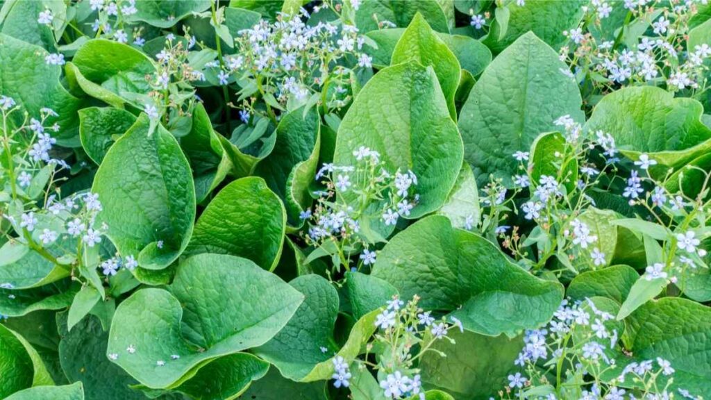Brunnera plant