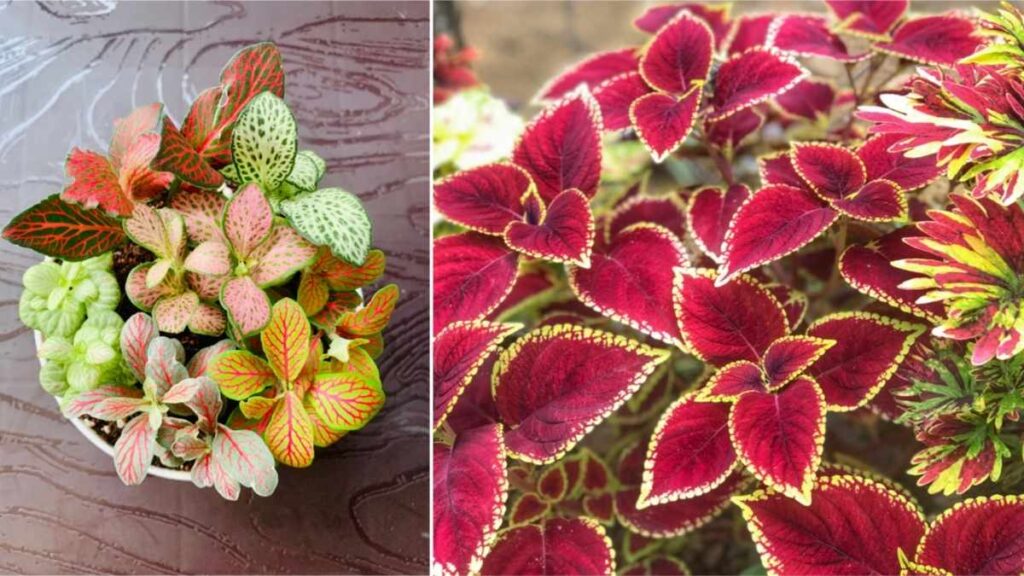 Coleus plant