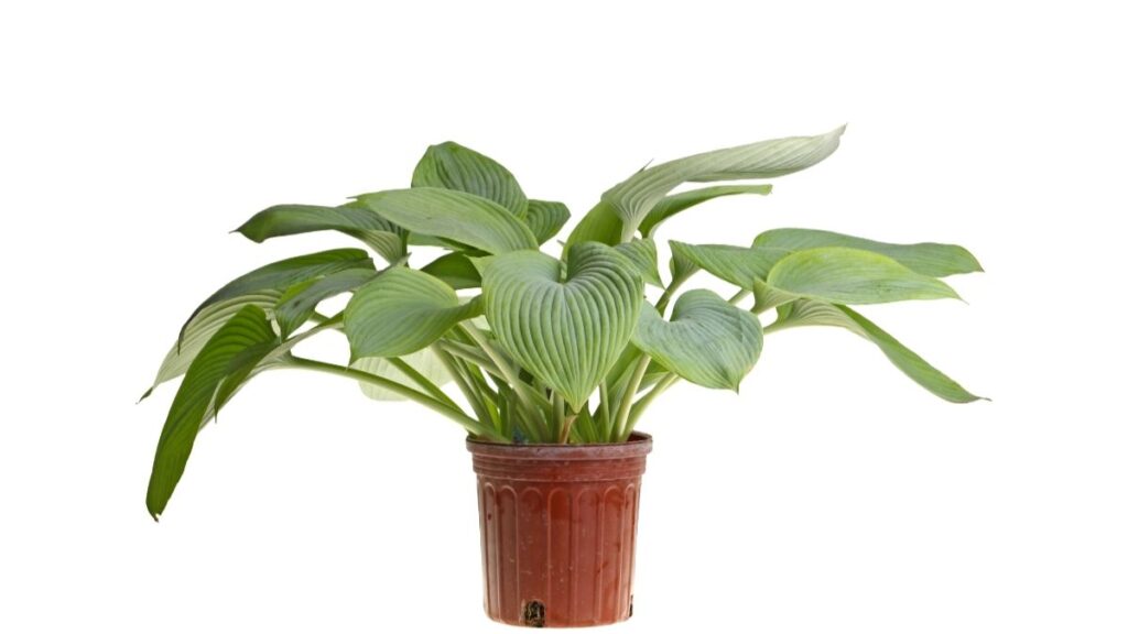 Hostas potted plant