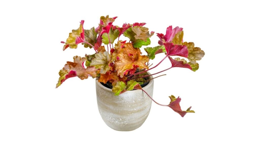 Heuchera potted plant