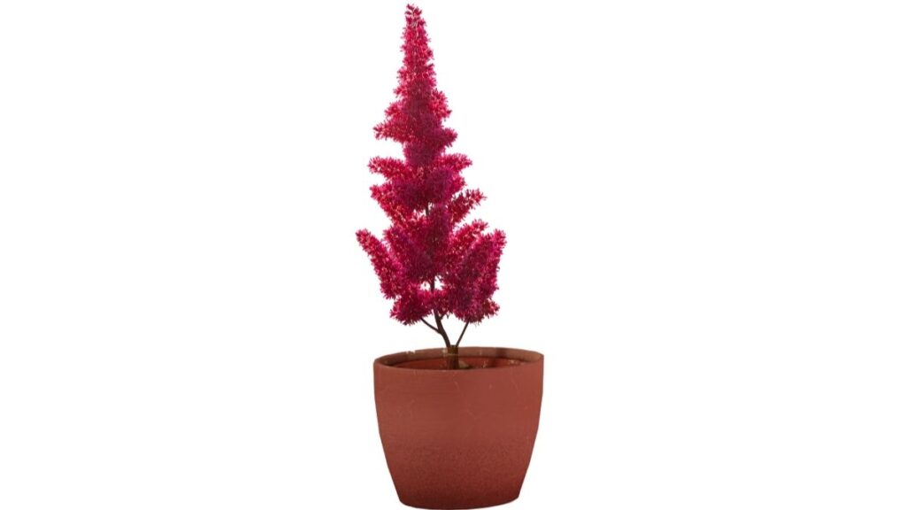 Astilbe plant in pot