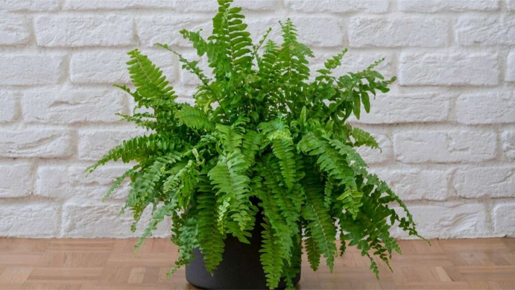 Ferns plant in pot