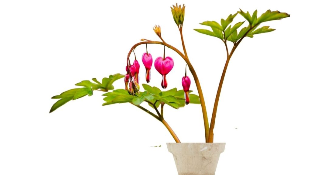 Bleeding Heart plant in pot