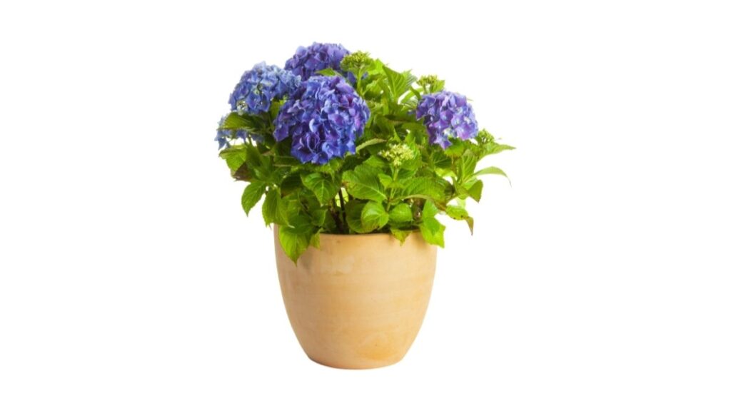 Hydrangeas plant in pot