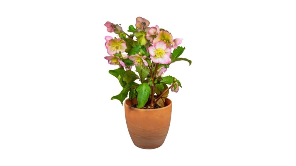 Hellebores plant in pot