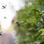 7 Proven Ways to Keep Mosquitoes Out of Your Home Naturally (and For Good)