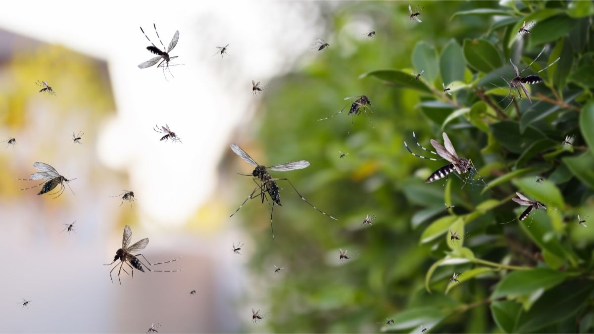 7 Proven Ways to Keep Mosquitoes Out of Your Home Naturally (and For Good)