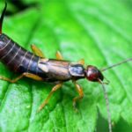 Get Rid of Earwigs