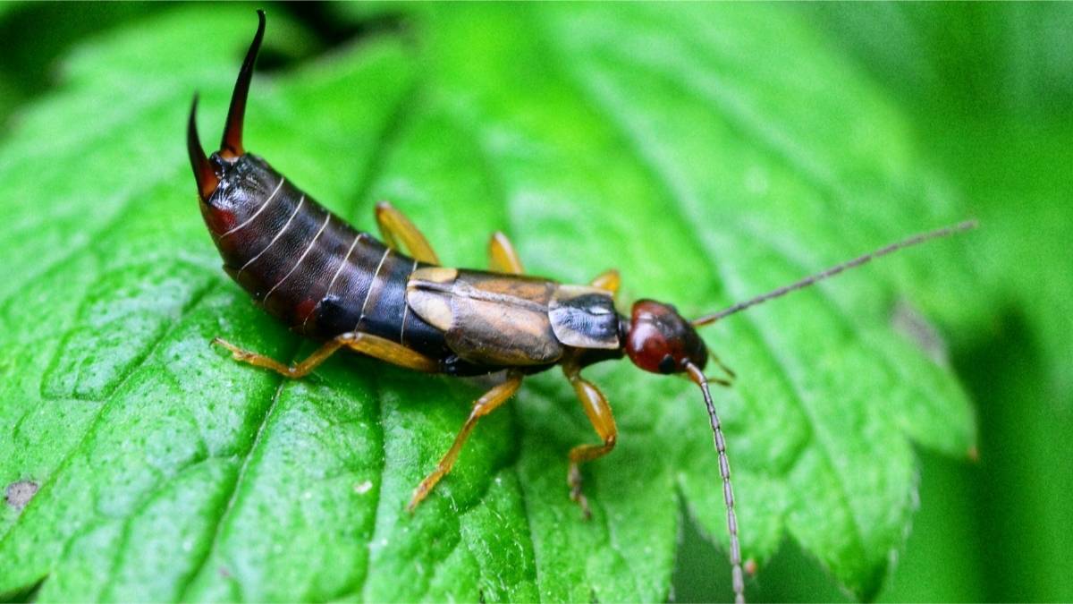 Get Rid of Earwigs
