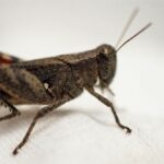 Get Rid of Crickets