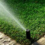 How Extreme Weather Affects Your Garden