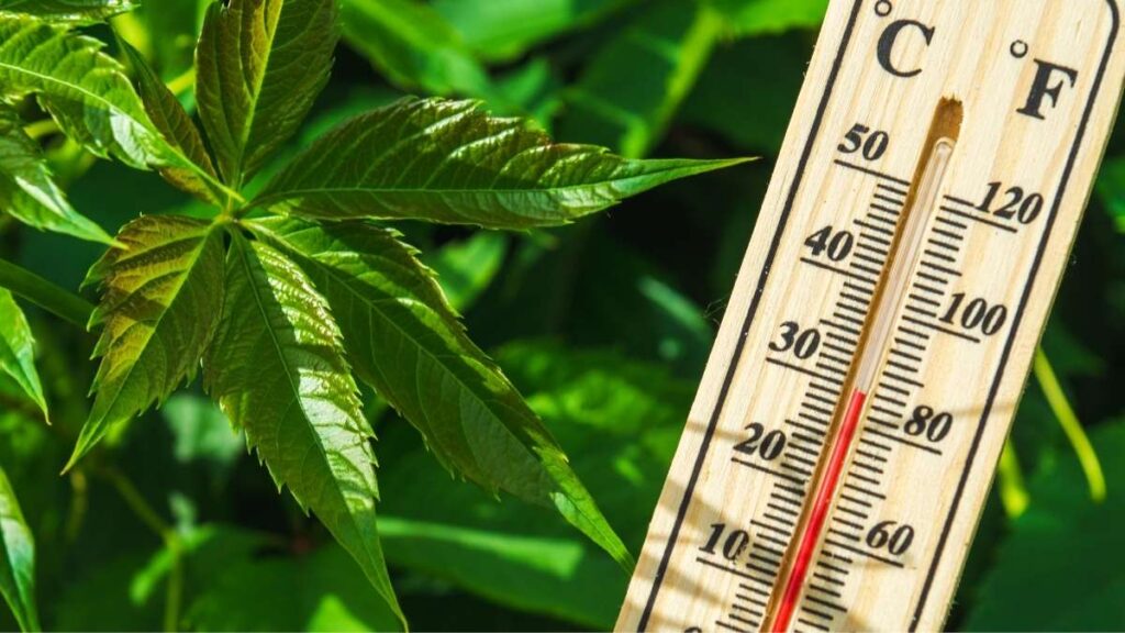 Heat stress affects plants