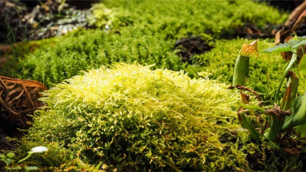 High humidity affects plants