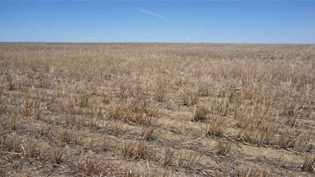 Drought affects plants