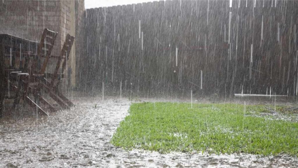 Excessive rain affects plants