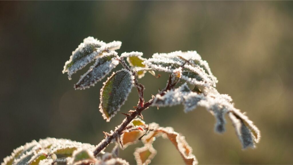 Extreme and Erratic Winters affects plants