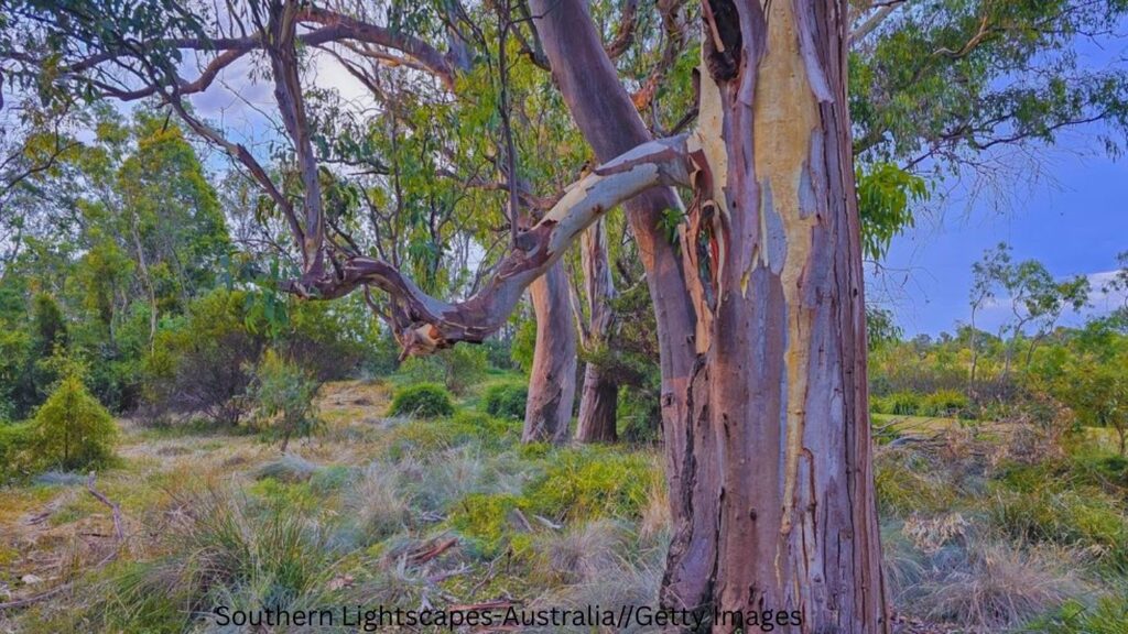 Is Eucalyptus Wood Good for Outdoor Furniture?