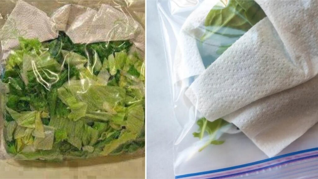 for lettuce freshness Paper Towel Method