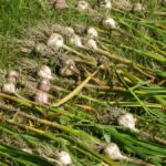 Cure Garlic from Your Garden