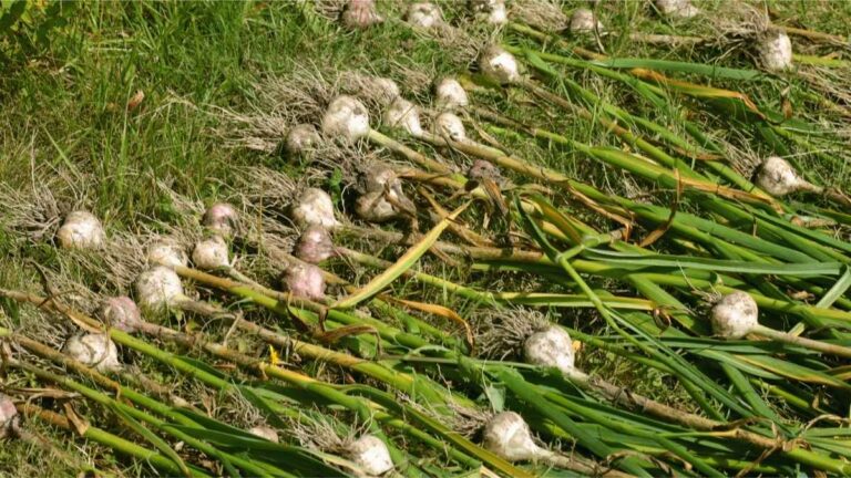 Cure Garlic from Your Garden