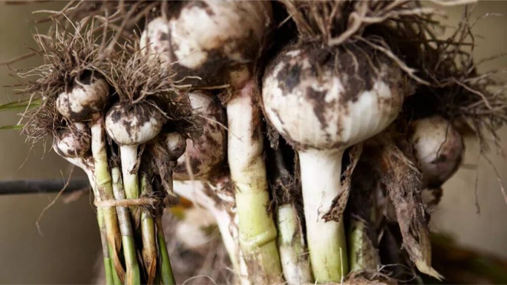 Cure Softneck Garlic Bulbs