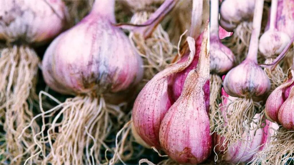 Russian red garlic is hardneck garlic