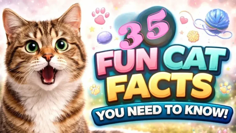 Facts About Cats