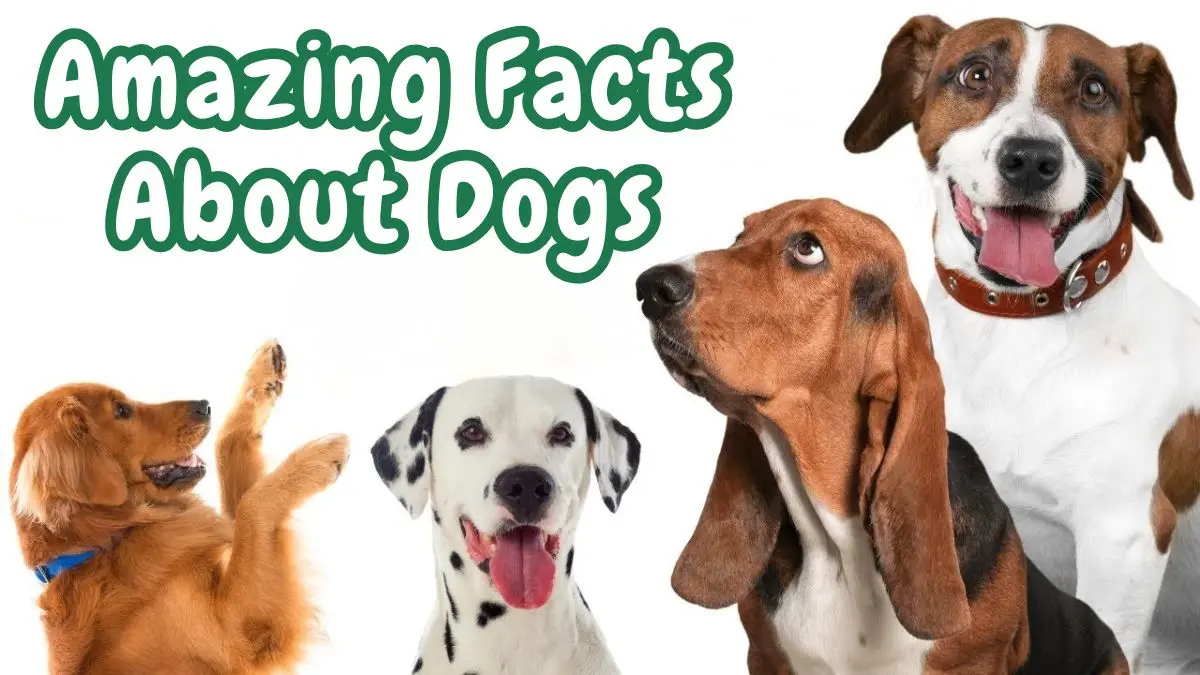 Amazing Facts About Dogs