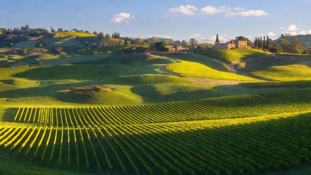 Spring in Napa Valley, California – Rolling green hills covered with budding grapevines and elegant stone wineries bathed in soft golden sunlight