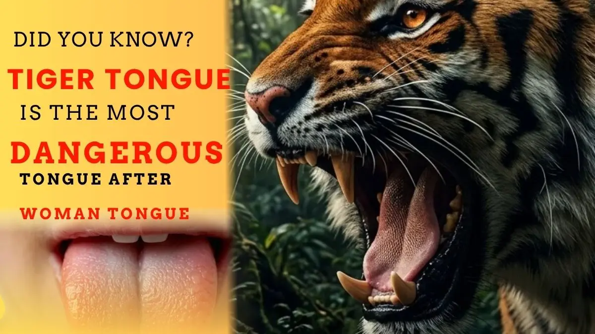 Tiger Tongue is the Most Dangerous Tongue After a Woman's Tongue